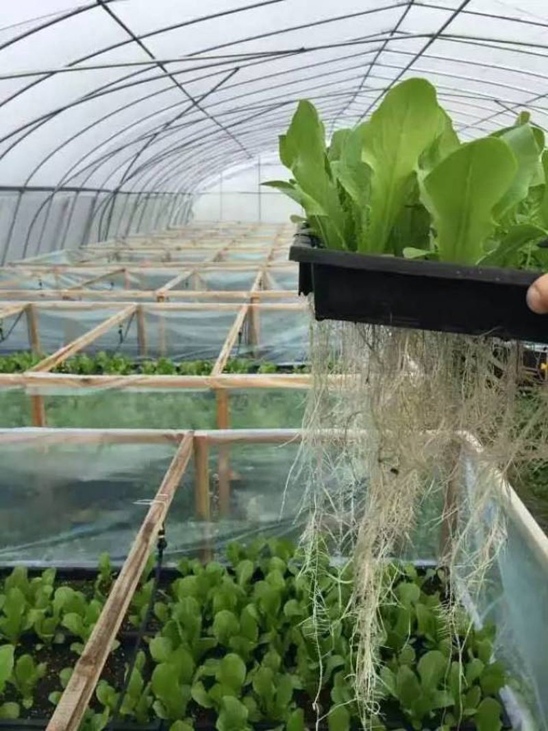 临海蔬菜种植：传统与现代的碰撞